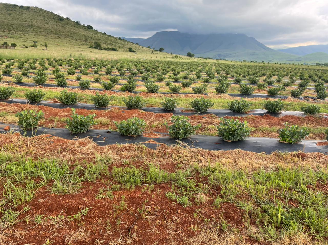 Alternative berry crops Berries for Africa