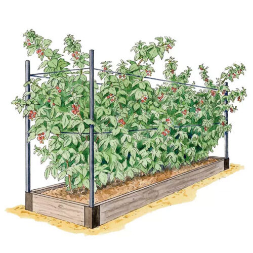 8 Tips for Growing Raspberry Plants - Berries for Africa